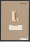 Navicula thumii Pant. (de-Toni-Nr.: Genus 1, Species 679) Zeichnungen Sammlung Grunow Nr. 1264 (NHMW-BOT-W0367915)